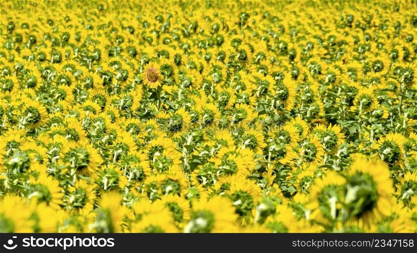 Sunflower Field back to the Sun