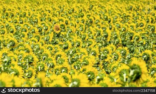 Sunflower Field back to the Sun