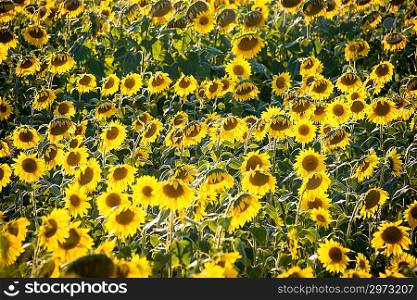 Sunflower field during bright summer day