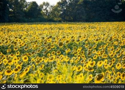 Sunflower field during bright summer day