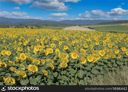 Sunflower field in Alsace in France