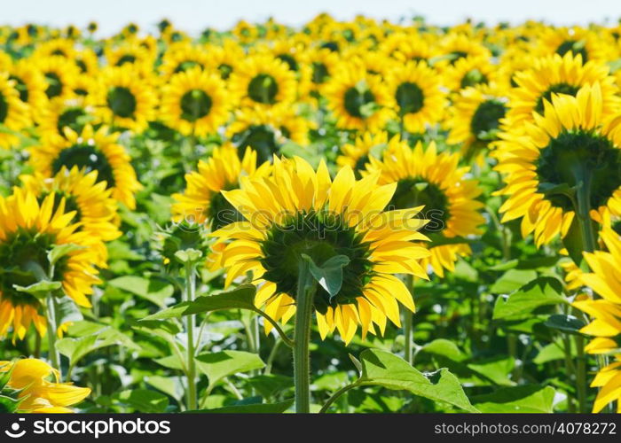 sunflower field in Caucasus region in summer day