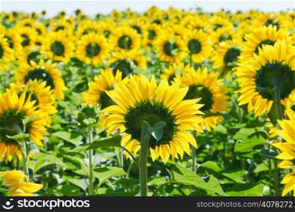 sunflower field in Caucasus region in summer day