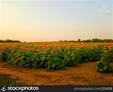 Sunflower field in rural Kansas