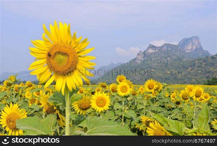 Sunflower field in sunny day