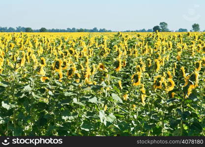 sunflower field in the foothills of the Caucasus