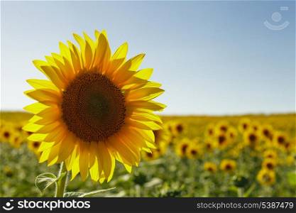 sunflower field in the summer and clear blue sky