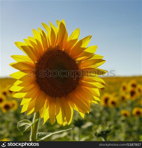 sunflower field in the summer and clear blue sky