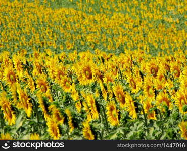 Sunflower field in Tuscany, Italy