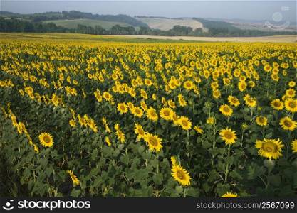 Sunflower field in Tuscany, Italy.