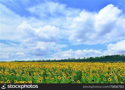sunflower field in Ukraine, beautiful sunflower field