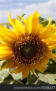 Sunflower Field Manitoba yellow flower blue sky
