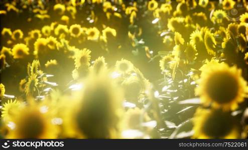 Sunflower field on a warm summer evening