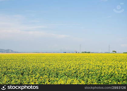 Sunflower field on bright summer day