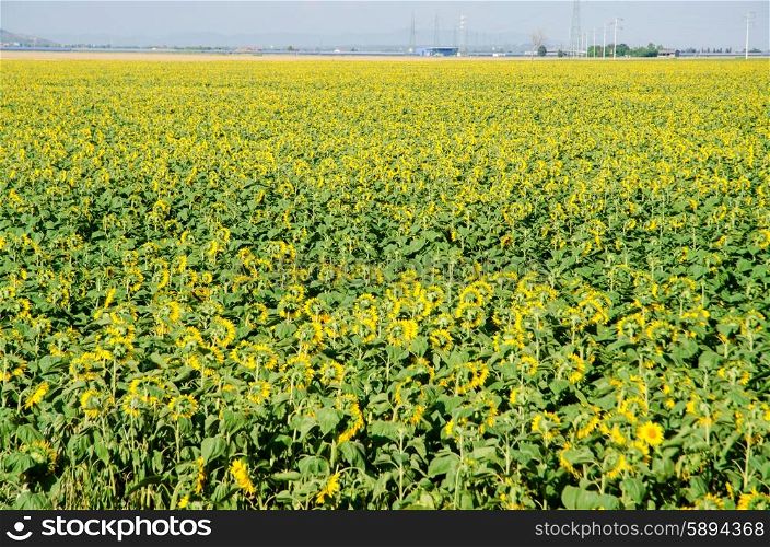 Sunflower field on bright summer day