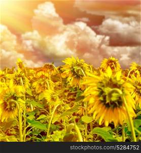 Sunflower field on sunset, ripe sunflowers field, beautiful big yellow flowers, Europe in autumn, cultivated land of Tuscany, Italy&rsquo;s food industry