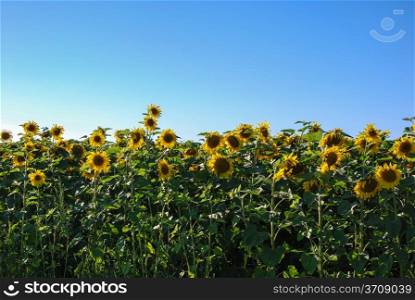 Sunflower field on the island Oland in Sweden