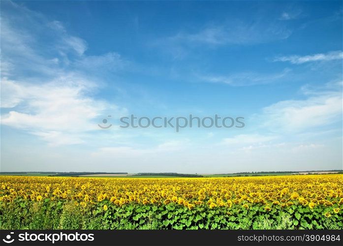 sunflower field over blue sky