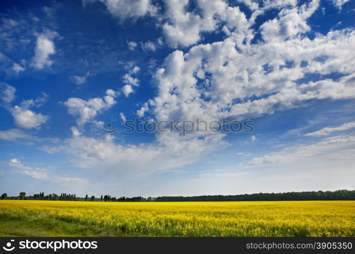 sunflower field over blue sky