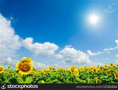 sunflower field over cloudy blue sky
