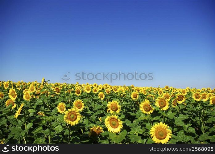 sunflower field over cloudy blue sky