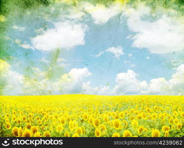 sunflower field over cloudy blue sky