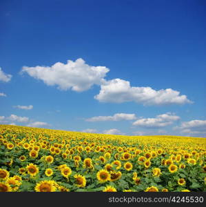 sunflower field over cloudy blue sky