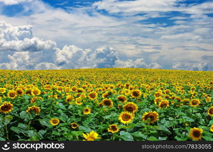 sunflower field over cloudy blue sky