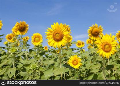 Sunflower field. Sunflower field in full bloom. Cloudy sky clear