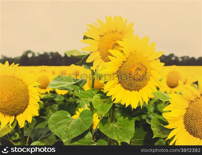 Sunflower field, tinted photo