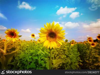 sunflower field under blue sky