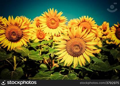Sunflower field under blue sky. Floral background in vintage style