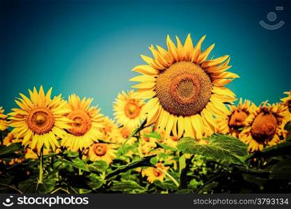 Sunflower field under blue sky. Floral background in vintage style