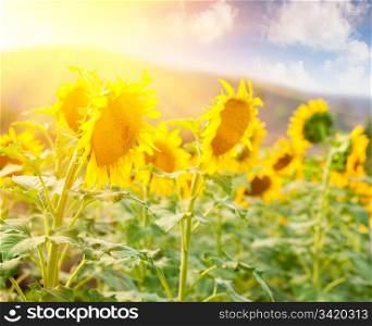 Sunflower field under the golden sunlight
