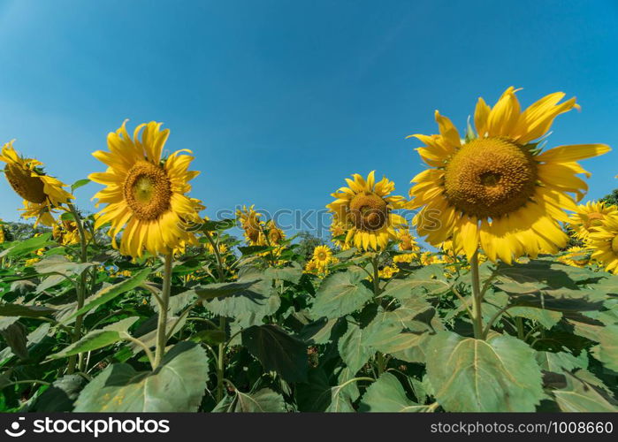 Sunflower field with blue sky