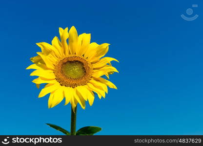 Sunflower field with cloudy blue sky