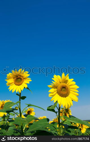 Sunflower field with cloudy blue sky