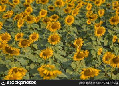Sunflower field with planting sunflower plant tree on the in the garden natural blue sky background, Sun flower in the rural farm countryside