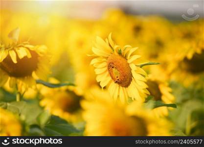 Sunflower field with planting sunflower plant tree on the in the garden natural blue sky background, Sun flower in the rural farm countryside