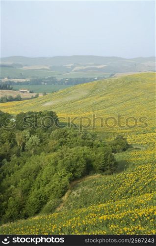 Sunflower fields and rolling hills in countryside of Tuscany, Italy.
