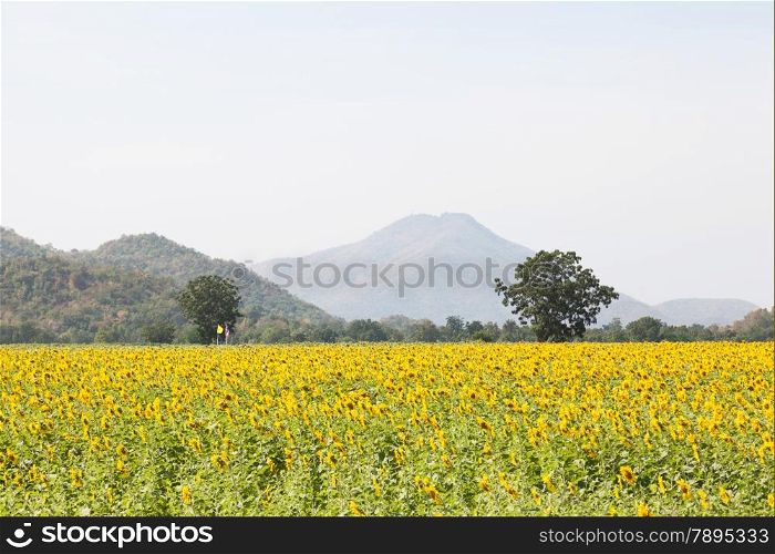 sunflower fields. Arable farming of sunflower fields. In the morning, with the back into the mountains.