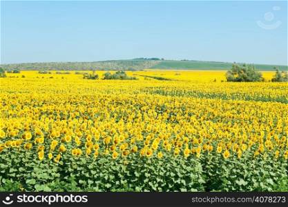 sunflower fields in hills of the Caucasus in summer