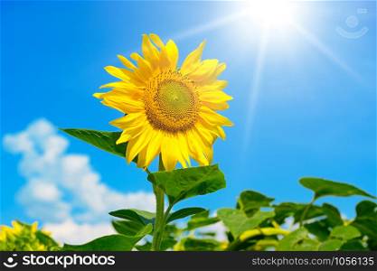 Sunflower flower against blue sky and sun. Free space for text.