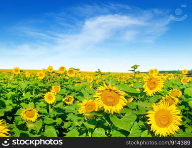 Sunflower flower against the blue sky and a blossoming field. Agricultural landscape.