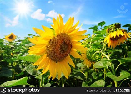 Sunflower flower against the blue sky and sun