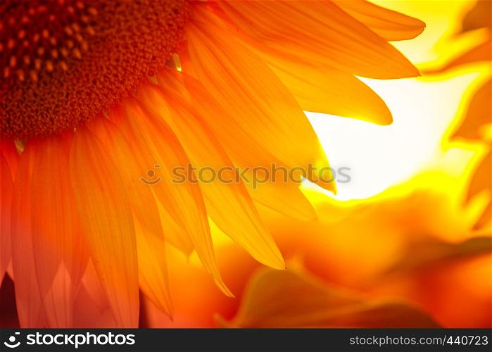sunflower flower at the sunset time abstract close up background