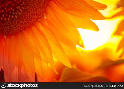 sunflower flower at the sunset time abstract close up background