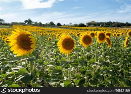 Sunflower flower on agriculture field