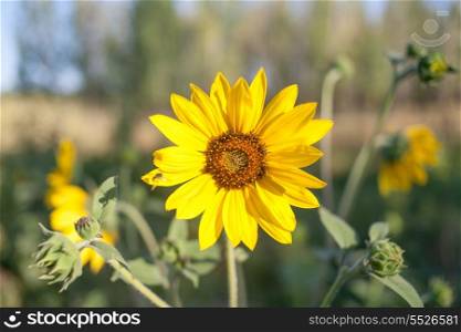 Sunflower flower outdoors closeup image