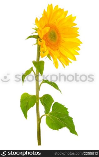 Sunflower flower with green leaves Isolated on white background.
